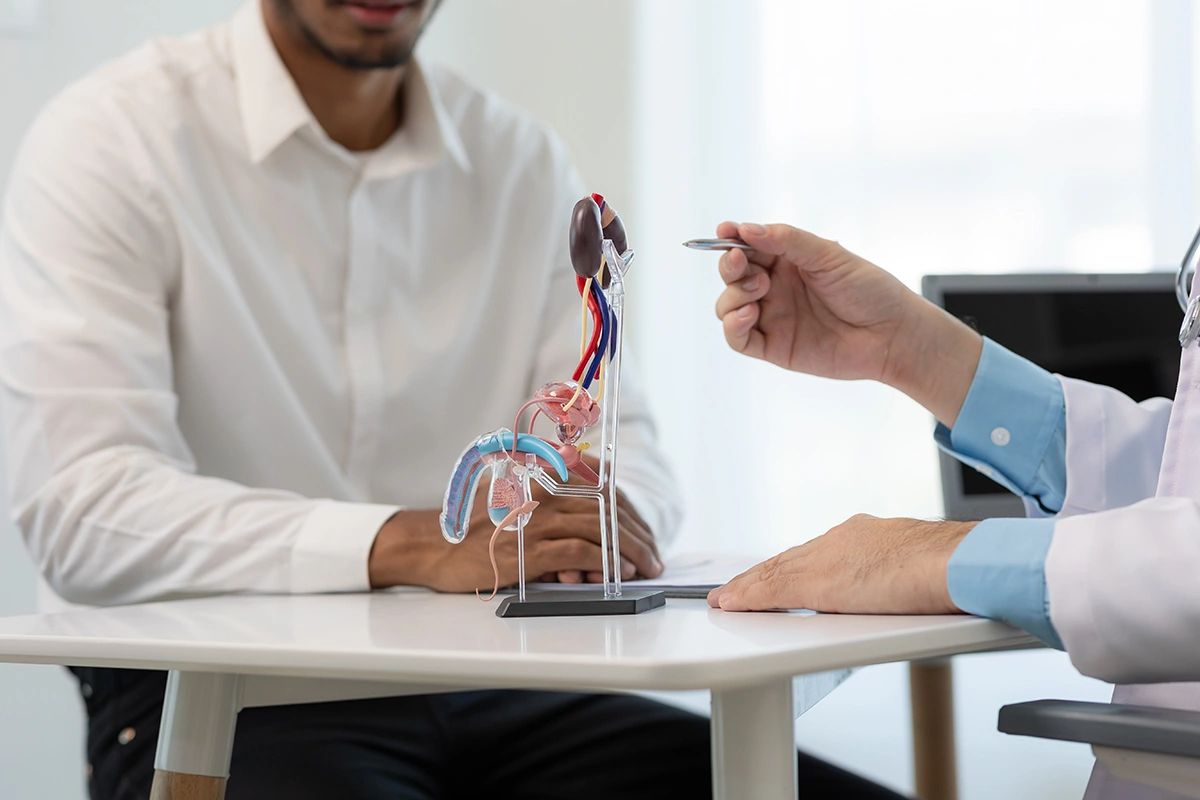 Doctor discussing enlarged prostate symptoms and treatment with a male patient using an anatomical model.