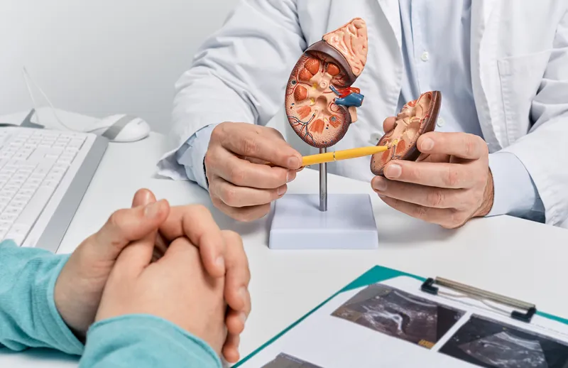 Doctor explaining kidney anatomy to a patient using a kidney model during a consultation.